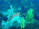 Habitat e biocostruzioni ( Secca di Punta Secca a Caprara)