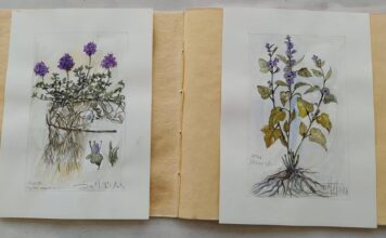 “Le selvatiche di Tremiti”: acquerelli botanici